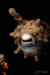 ~ Eye Spy ~ by Geo Cloete 